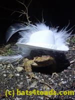 /home//u458753944/public_html/sourcegallery///////////////////////Roxborough Toad Detour/2021/2021-04-10/P4100235.JPG